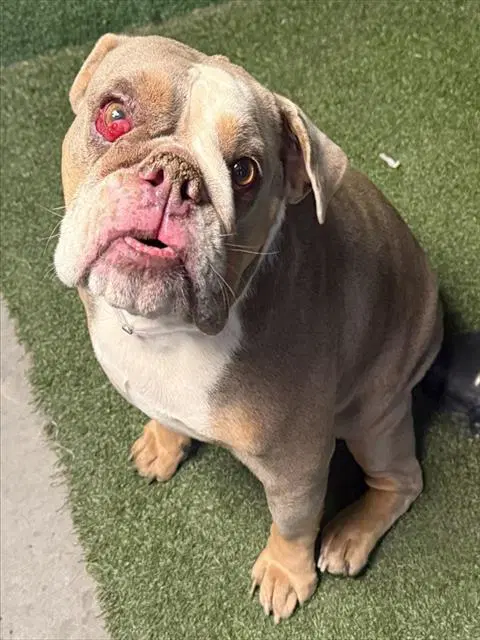Erlinda - English Bulldog