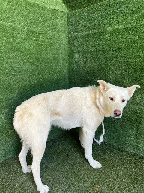 Tun Tun Chino - Siberian Husky