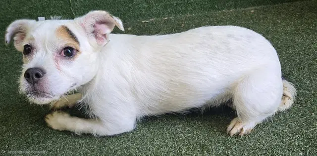 Nova - English Bulldog