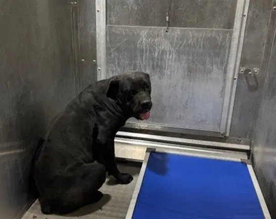 Brendan - Cane Corso Mastiff
