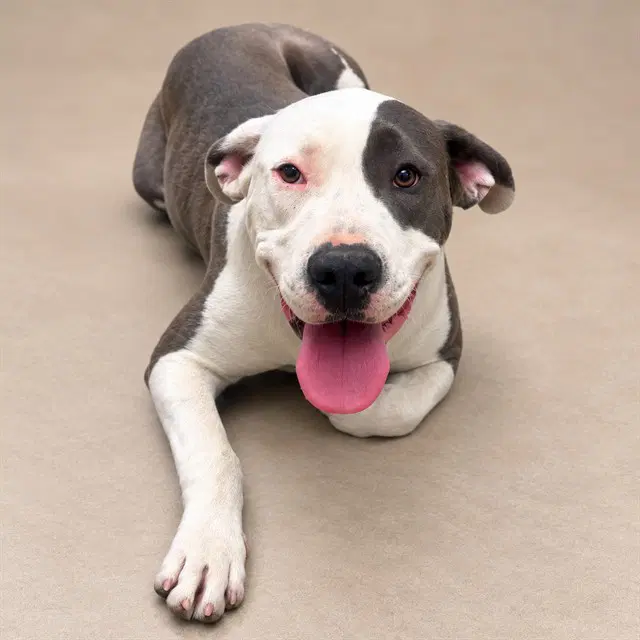 Penelope Pit - Pit Bull Terrier