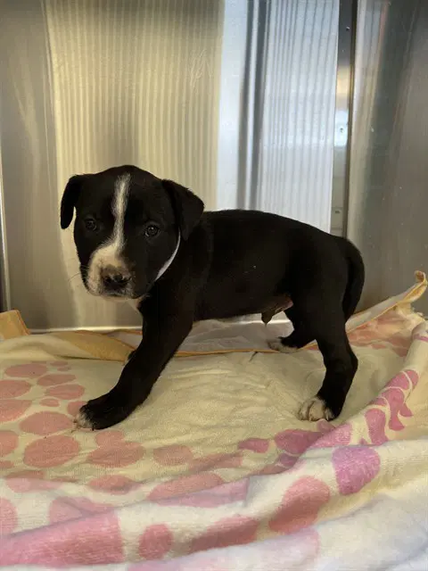 Max - Pit Bull Terrier
