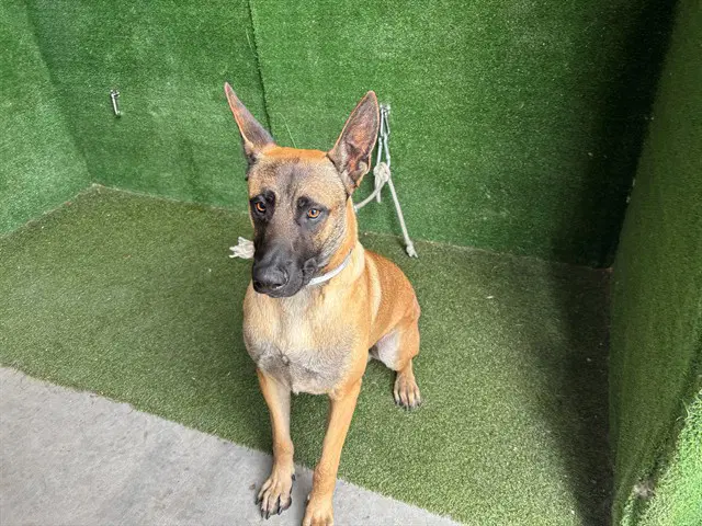 Timothy - Belgian Shepherd Malinois