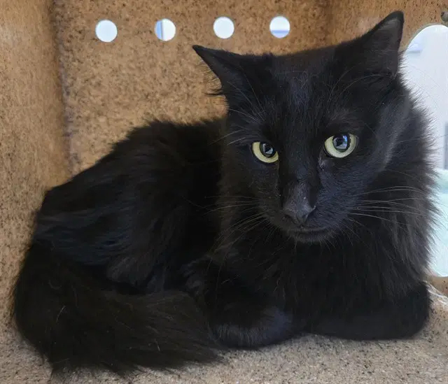 Franco - Domestic Medium Hair