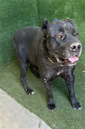 Regina George - Cane Corso Mastiff