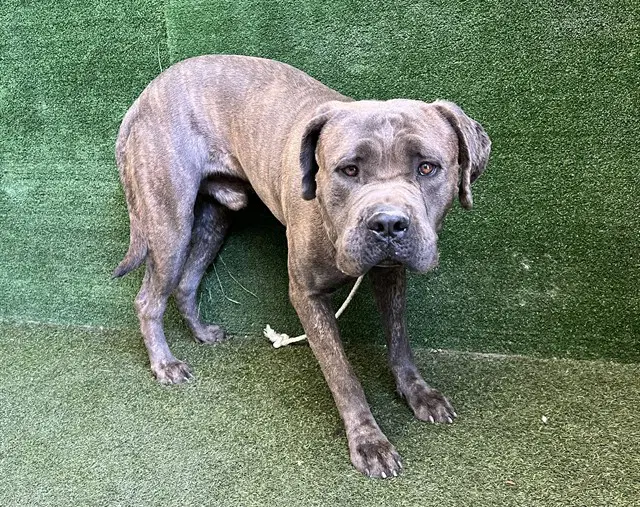 Rodger - Mastiff
