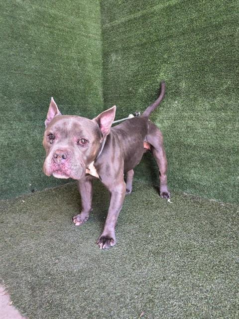 Clay - Pit Bull Terrier