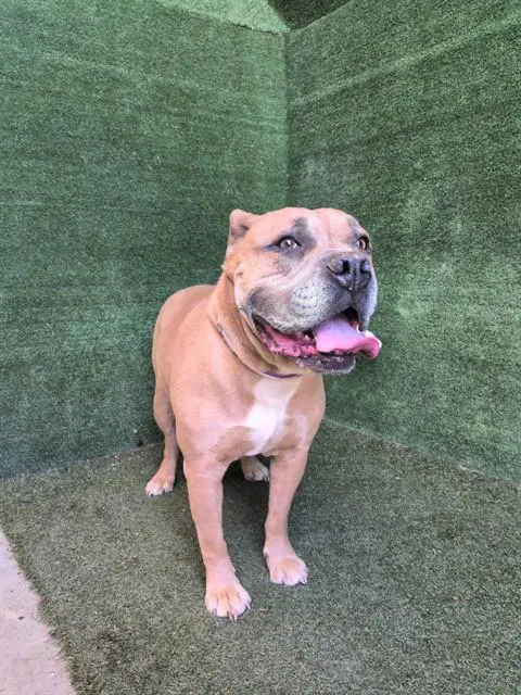 Mac - Pit Bull Terrier