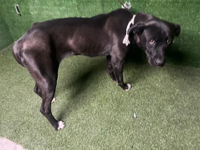 Unknown - Pit Bull Terrier