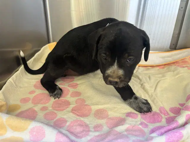 Unknown - Pit Bull Terrier
