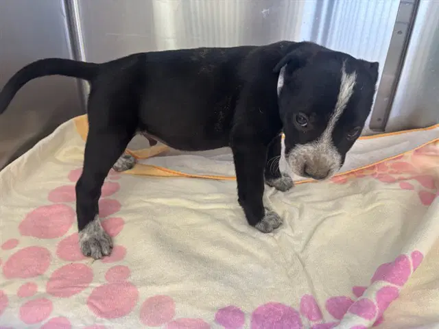 Unknown - Pit Bull Terrier