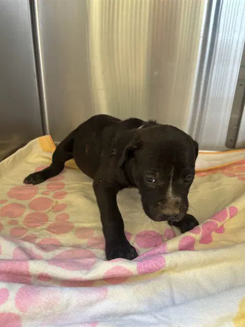 Unknown - Pit Bull Terrier