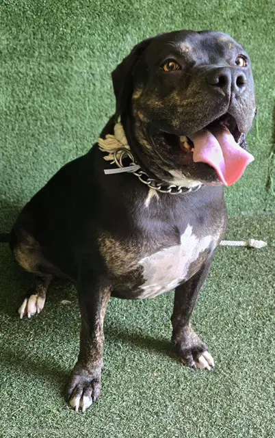 Max - Pit Bull Terrier