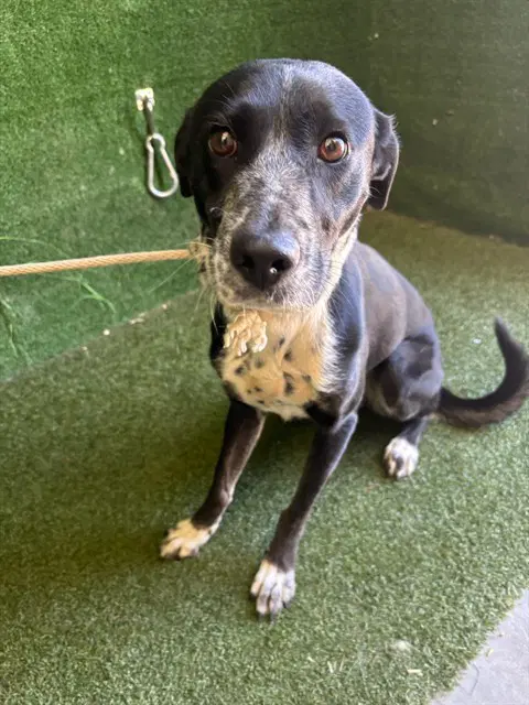 Charlotte - Dalmatian