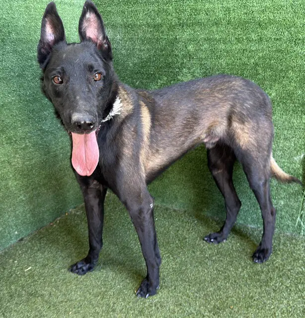 Shadow - Belgian Shepherd Malinois