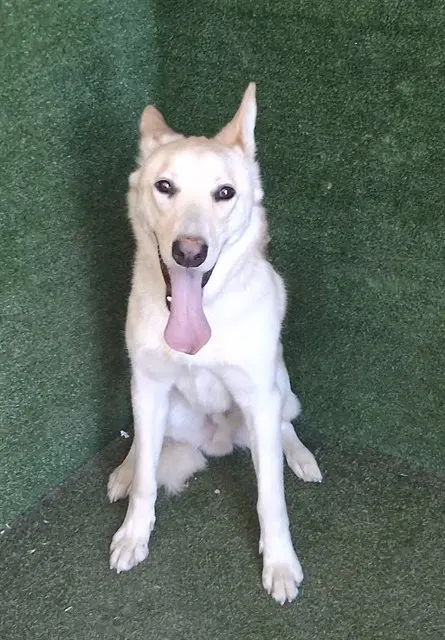 Simba - Carolina Dog