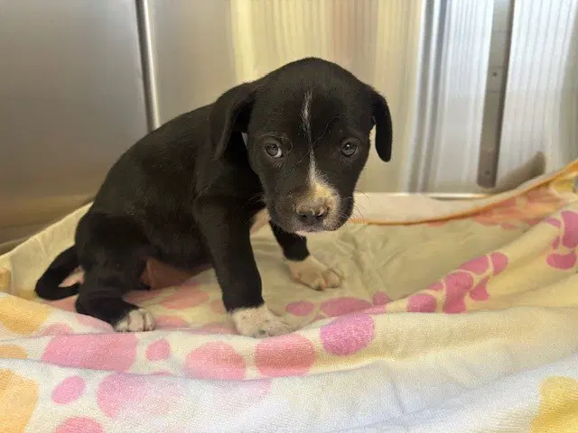 Max - Pit Bull Terrier