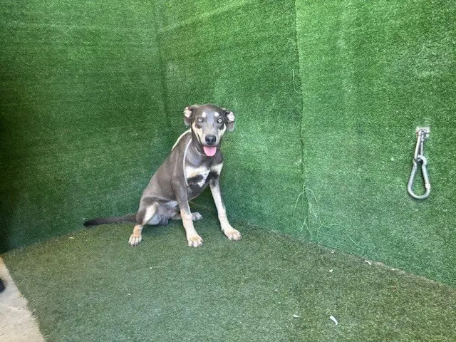 Unknown - Doberman Pinscher