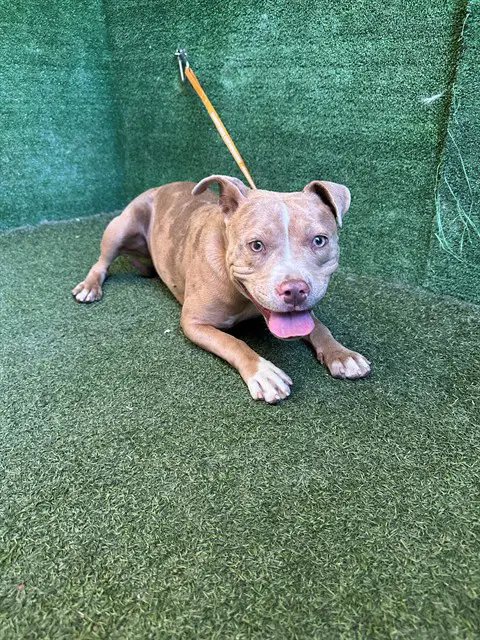Honey - Pit Bull Terrier