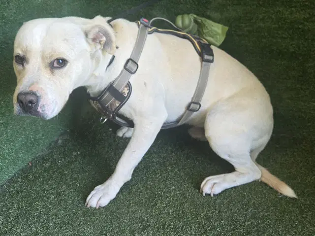 Fiji - Pit Bull Terrier