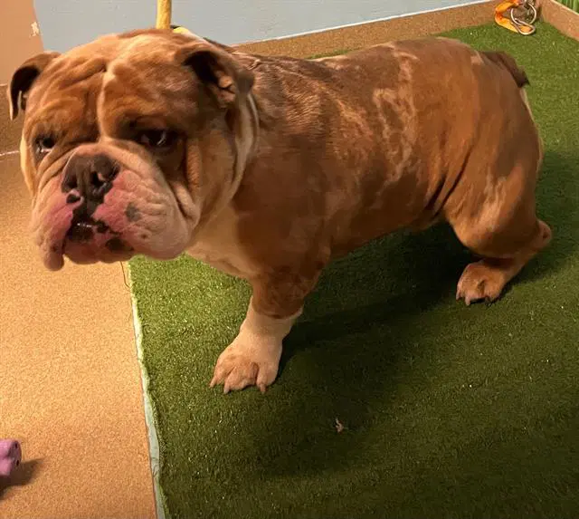 Butterball - English Bulldog