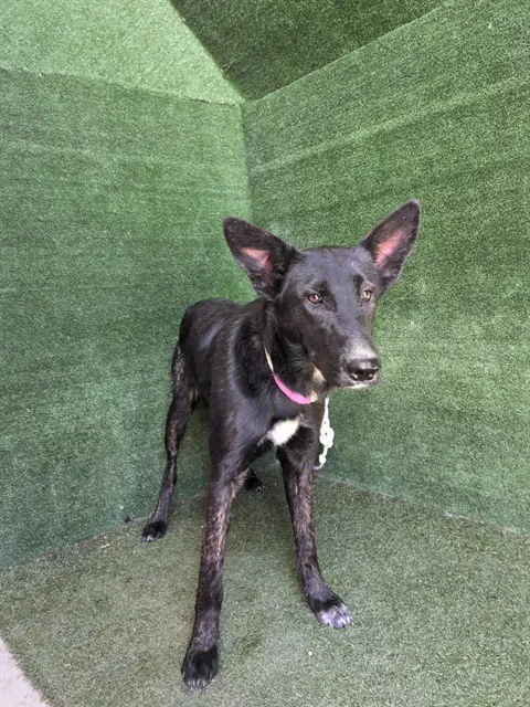 Mamba - German Shepherd Dog
