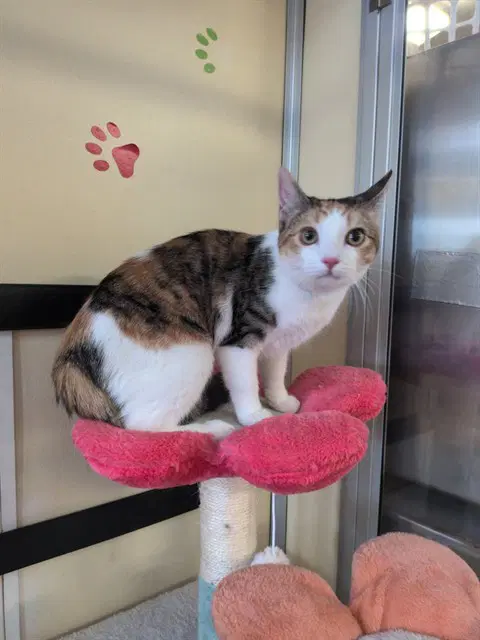 Cutie - Domestic Short Hair