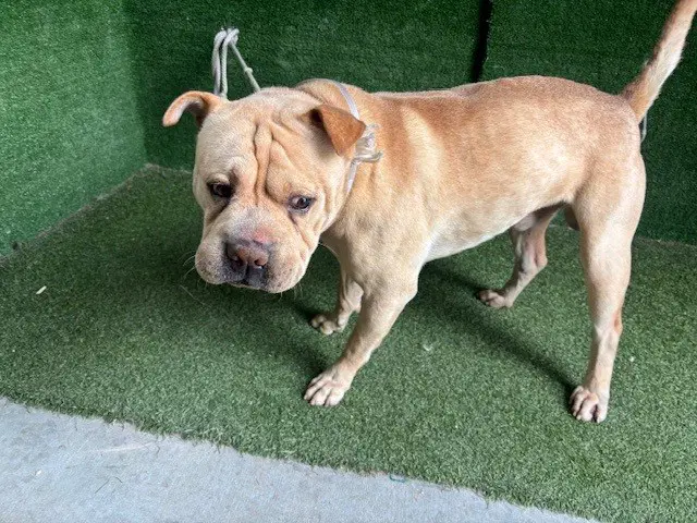 Canello - Chinese Shar-Pei