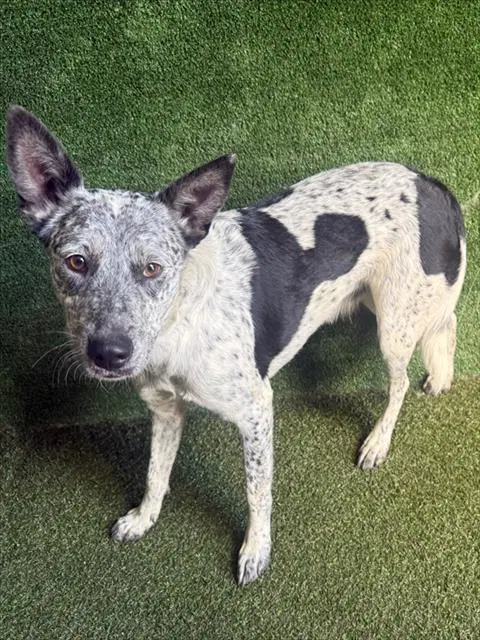 Bluey - Queensland Heeler