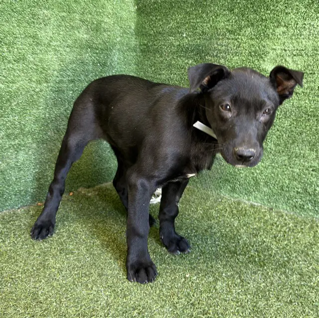 Frida - Labrador Retriever