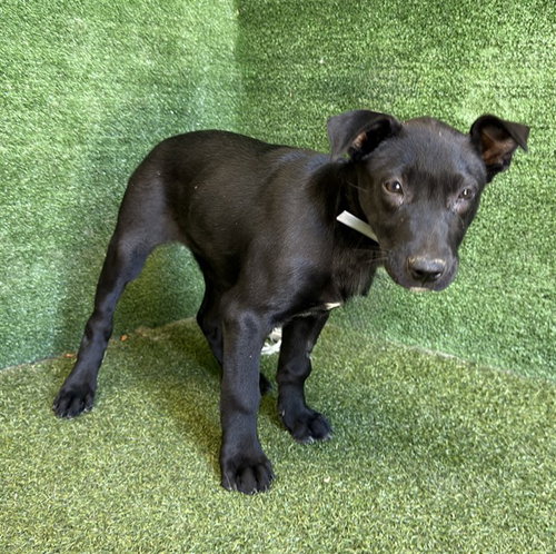 Frida, Labrador Retriever (medium coat)