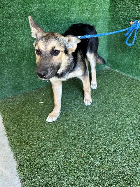 Persephone, German Shepherd Dog (medium coat)