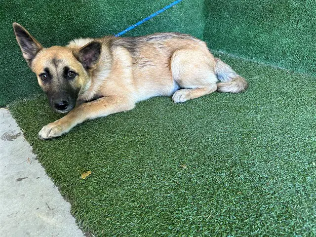 Zeus - German Shepherd Dog