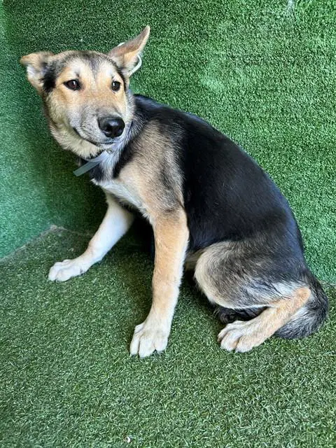 Ares - German Shepherd Dog