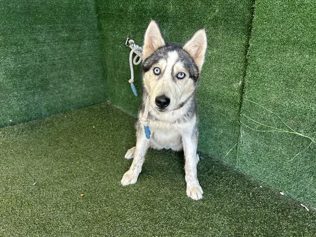 Sasha - Siberian Husky