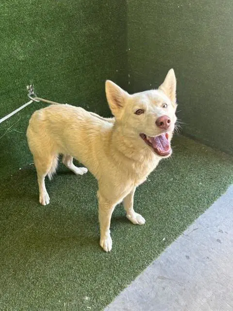 Sunny - Husky