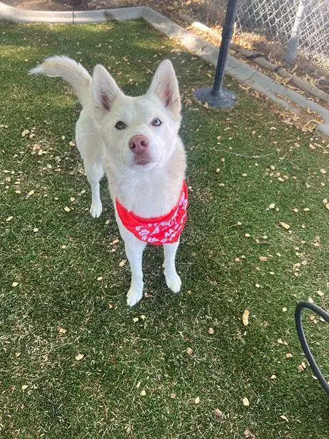 Sunny - Husky
