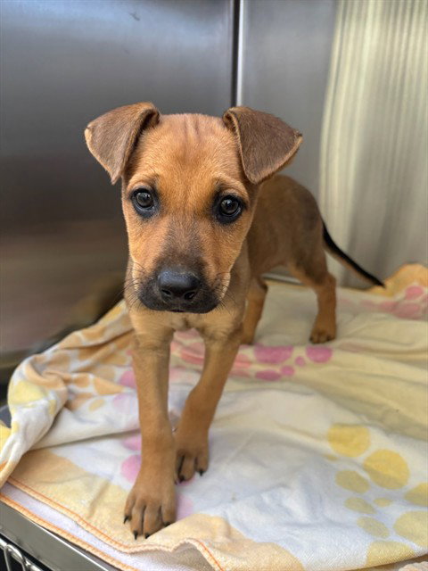 Faith, German Shepherd Dog / Mixed (medium coat)