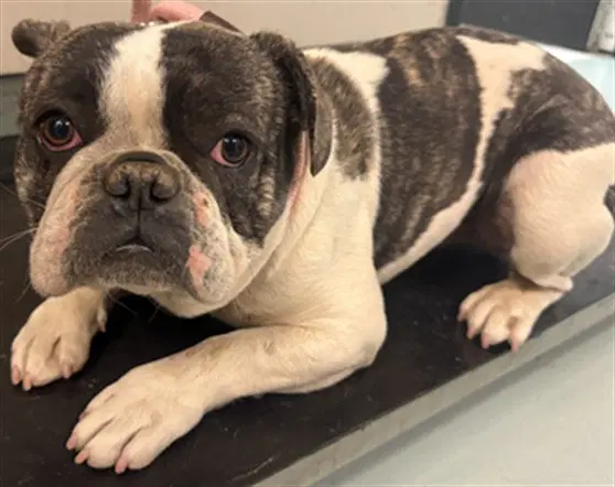 Oreo - English Bulldog