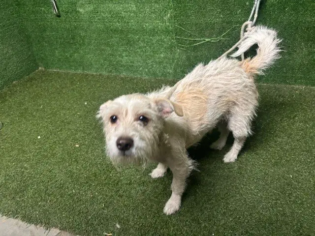 Reagan - Terrier