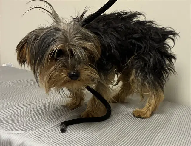 Toto - Yorkshire Terrier Yorkie