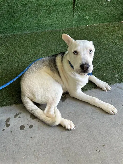 Yoshi - Chinese Shar-Pei