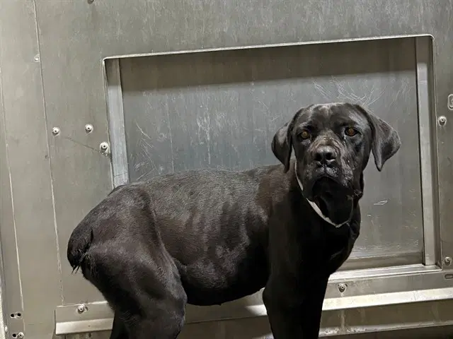 Pantera - Mastiff