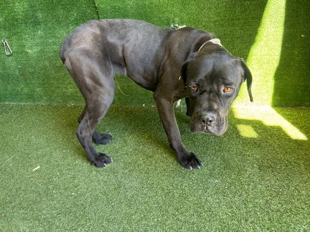 Pantera - Mastiff