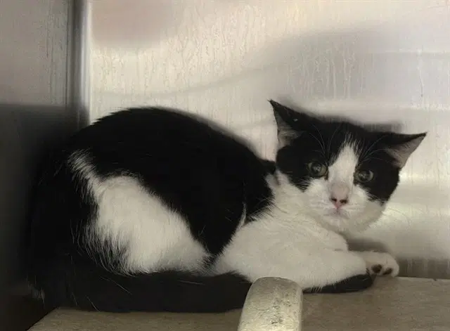 Chip - Domestic Short Hair