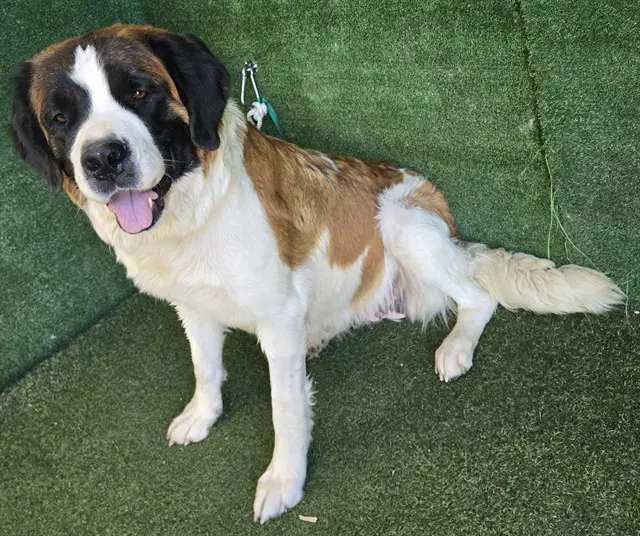 Lucy - Saint Bernard