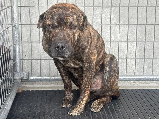 Bubba - Pit Bull Terrier