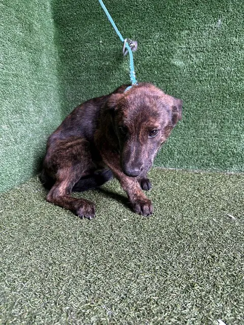 Onyx - Pit Bull Terrier