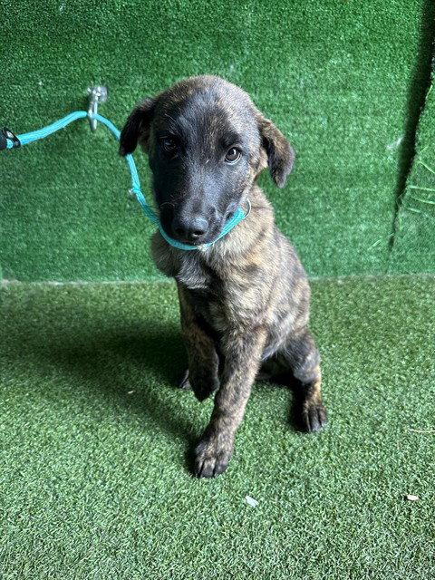 Smokey, Pit Bull Terrier / Mixed (medium coat)