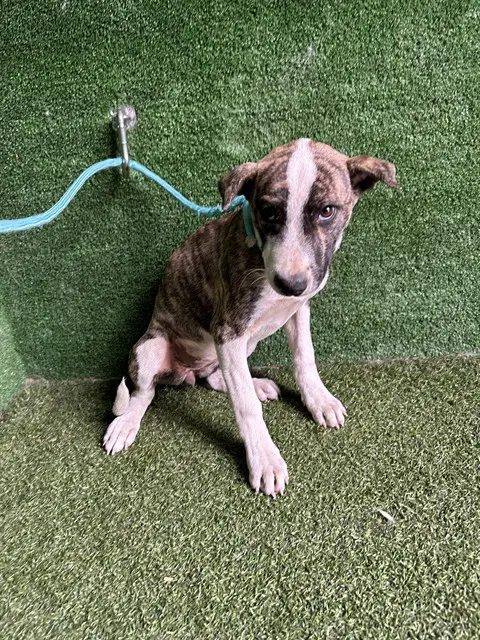 Ash - Pit Bull Terrier